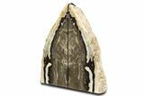 Tall Petrified Wood Bookends - McDermitt, Oregon #344131-2